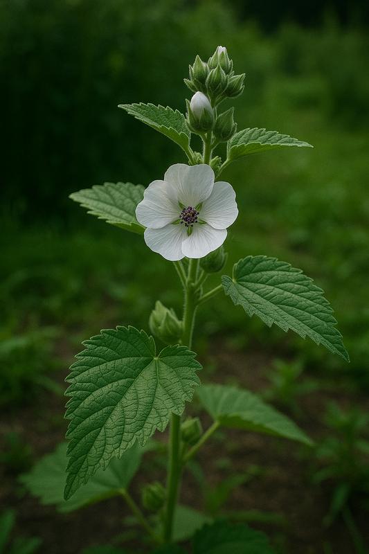 Marshmallow Root